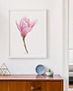 grafiki i ilustracje Magnolia, grafika, akwarela