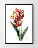 plakaty Tulipan - plakat vintage