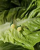 kolczyki szklane Kolczyki - limoni III