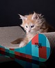 legowiska dla psów i kotów Drapak dla kota legowisko "Sofa Cube"