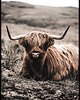 plakaty Plakat "Highland cattle"