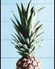 plakaty Plakat "Ananas na niebieskim tle"