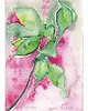 grafiki i ilustracje Filodendron Botaniczna Ilustracja