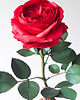 dodatki - różne Realistyczna czerwona róża z papieru - jak żywa - prezent premium