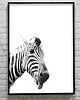 plakaty ZEBRA- poster