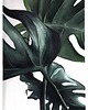 grafiki i ilustracje Monstera. Ilustracja tuszem i akwarelą.