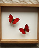 ramki na zdjęcia Dwa czerwone motyle w gablocie
