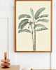 plakaty PLAKAT BOTANICZNY  ROŚLINA ilustracja
