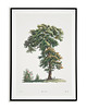 plakaty Plakat botaniczny ilustracja z Drzewem Vintage