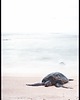 plakaty Plakat "Żółw morski na plaży"