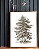 plakaty PLAKAT dawne malarstwo drzewo choinka