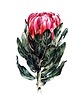 obrazy "Protea" 36*48cm/ akwarela