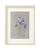 grafiki i ilustracje Iris II / ilustracja A5 oryginał