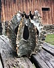 wazony Wazon ceramiczny - NASIONO