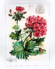 grafiki i ilustracje Akwarela "Pelargonie"