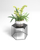 kwietniki Kwietnik Ficus Mini 30cm