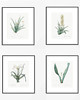 grafiki i ilustracje PLAKATY botaniczne ilustracje vintage