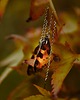 kolczyki - inne Kolczyki motyle rusałka osetnik