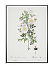 plakaty Rosa pimpinellifoli - Plakat botaniczny - Retro