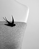broszki MirrorSwallow 1