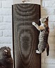 dla zwierząt różne Bellycat
