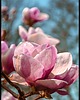 plakaty Plakat "Rozkwitnięte magnolie"