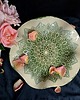 miski i misy Misa ceramiczna Mandala