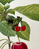 przypinki Pin Happy Cherry- Wiśnia- Czereśnia- Piny