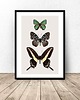 plakaty Plakat na ścianę z motylami 50x70 (500mm x 700mm)