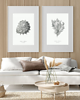 plakaty DWA PLAKATY muszle vintage ilustracje