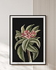 plakaty Plakat vintage - botaniczna ilustracja no.2