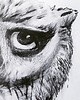 grafiki i ilustracje sowa, wydruk autorskiej grafiki