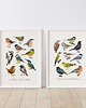plakaty Plakat Zestaw "Ptaki" I i II 30x40 cm