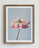 plakaty Plakat- Lotus