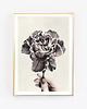 fotografia Carnation Flower, kwiat fotografia, 