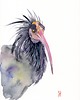 obrazy Oryginalna akwarela. Ibis