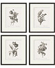 grafiki i ilustracje Zestaw Grafik Botanicznych Vintage 