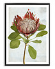 plakaty PLAKAT (poster) KWIAT PROTEA