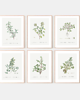 grafiki i ilustracje PLAKATY DO KUCHNI zioła botaniczne