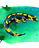 grafiki i ilustracje Salamandra