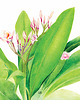 plakaty Plakat  Plumeria II