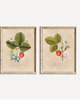 grafiki i ilustracje DWA PLAKATY truskawki galeria botaniczne owoce