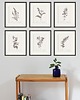 grafiki i ilustracje Zestaw Grafik Botanicznych Vintage