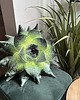 poduszki z grafiką Poduszka Aloes Sukulent