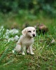 figurki i rzeźby Piesek Miniaturka-Labrador