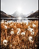 plakaty Plakat "Jezioro w Alpach"