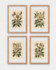 grafiki i ilustracje PLAKATY DO KUCHNI zioła botaniczne vintage