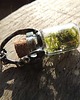 wisiory moss... mini