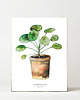 plakaty Plakat Pilea
