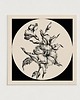 plakaty Kwiaty / Oryginalna grafika / poster print / Gicle
